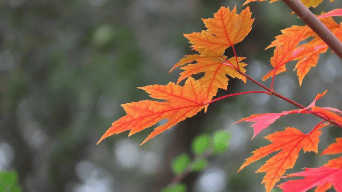 FickAzFeeevz's tweet photo. Woke up to golden maple leaves drifting down — autumn’s gentle reminder that cozy sweater weather is officially here ， https://t.co/7vjjiYdm0U
