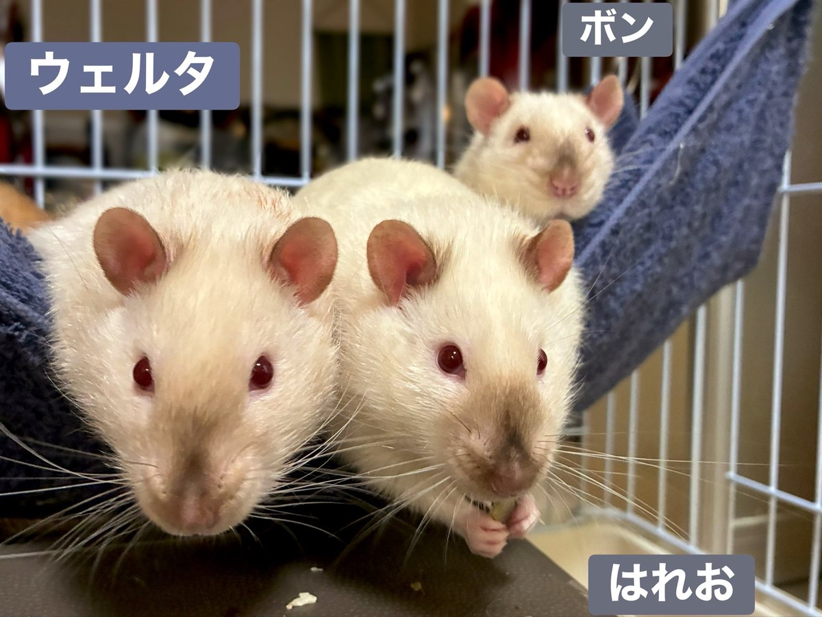 サイアミーズ兄弟☺️🩶