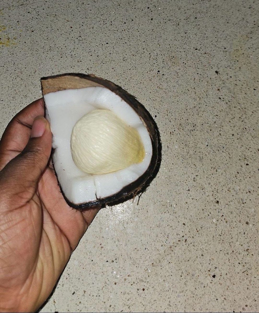 KLeeeyah's tweet photo. Guys!!! See what I found in my Coconut 🥥 🙆‍♀️
😳

Is this healthy???😩 https://t.co/nzUfZk2anT