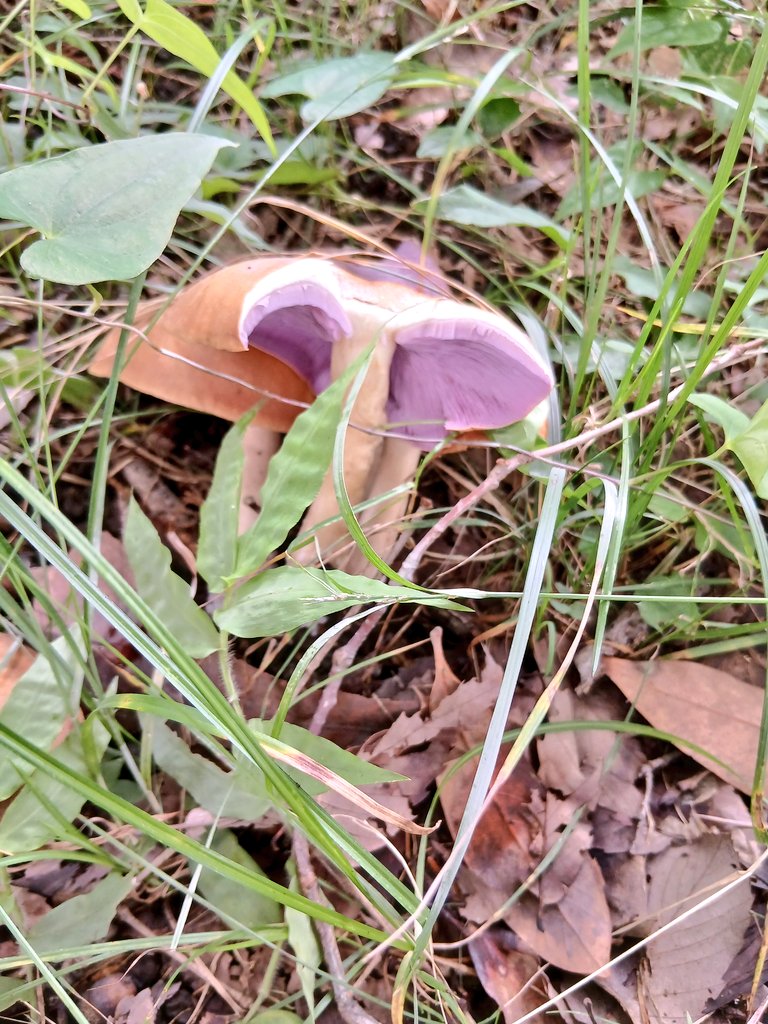 fukuloazuma's tweet photo. 謎のキノコXの断面、ウラムラサキらしい🍄 https://t.co/4PAc5sdVbi