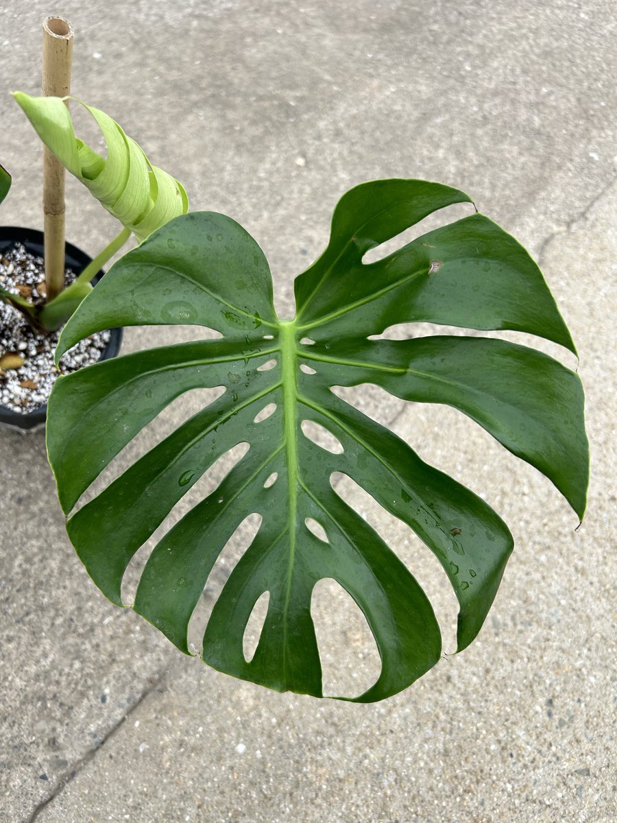 MOGURA_PLANT's tweet photo. Fireball…無事、成長中やで🌿 https://t.co/MMEtyBgGD9
