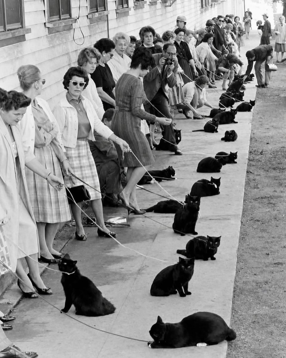 AcervoCharts's tweet photo. Gatos pretos aguardando para fazer um teste de elenco para um filme de terror, em 1961. https://t.co/H3d54tIBYT