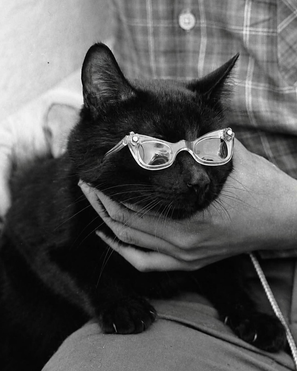 AcervoCharts's tweet photo. Gatos pretos aguardando para fazer um teste de elenco para um filme de terror, em 1961. https://t.co/H3d54tIBYT