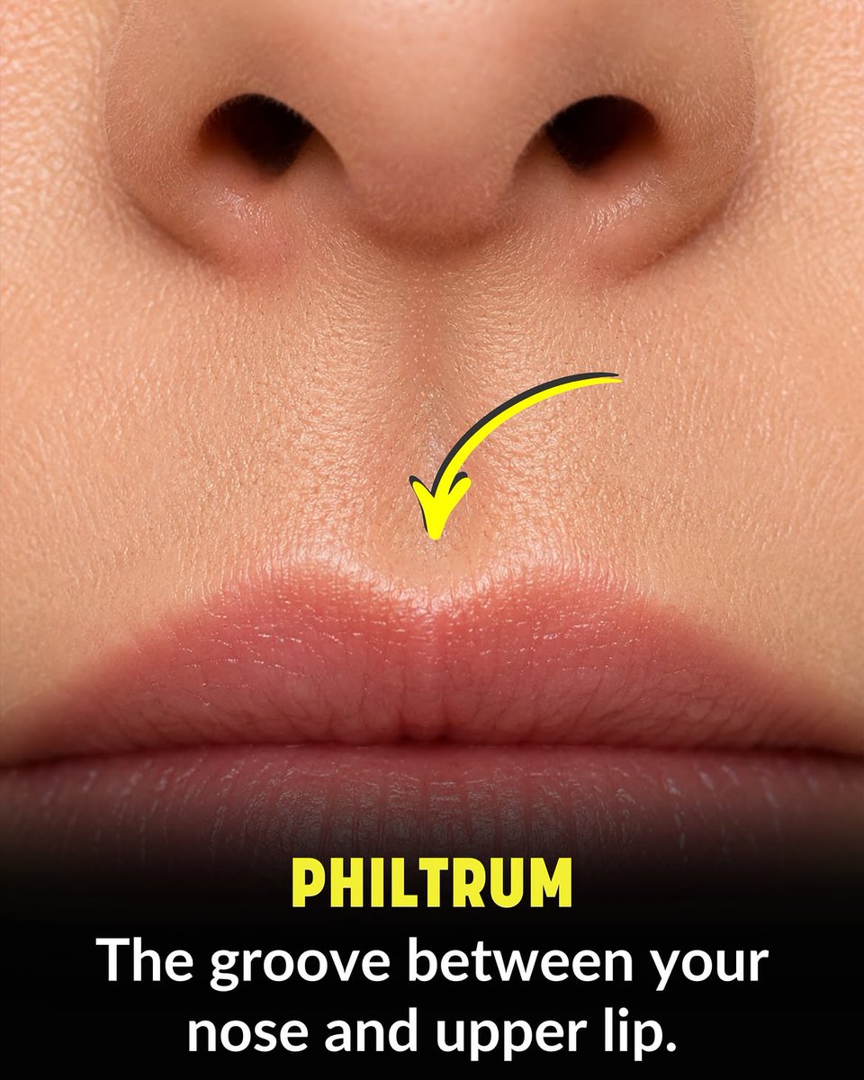 FactsInjected1's tweet photo. 👄 The groove between your nose and upper lip is called the Philtrum.

Most people have never heard its name 😯

@FactsInjected 📌

#BodyFacts #DidYouKnow #AnatomyFacts #FunFacts #InterestingFacts #FactsDaily @FactsInjected1 https://t.co/TeRBzhW12p