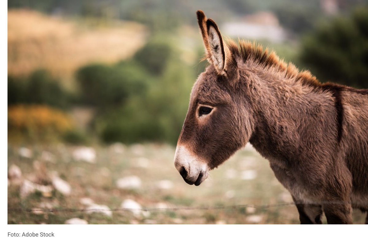 SturRichard's tweet photo. @jurgen_nauditt The Russians have already headed to the war in Ukraine on donkeys. 🤣🤣🤣🤣🤣🤣🤣🤣🤣🤣 https://t.co/0SuvDv4pjZ