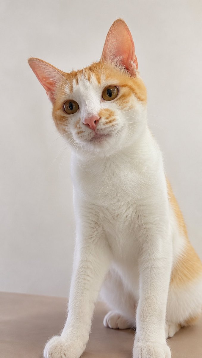 hsn518cat's tweet photo. RT요청)
한달이나 기다렸는데 입양취소된.. 꼬담이

귀엽고 사랑스러운 꼬담이가 “진짜” 가족을
찾습니다. 

10개월 남아 꼬담이
엄청 순둥하고 고양이랑도 잘 지내요..

#입양홍보 #꼬담이 #고양이 https://t.co/PF2v37TlQu