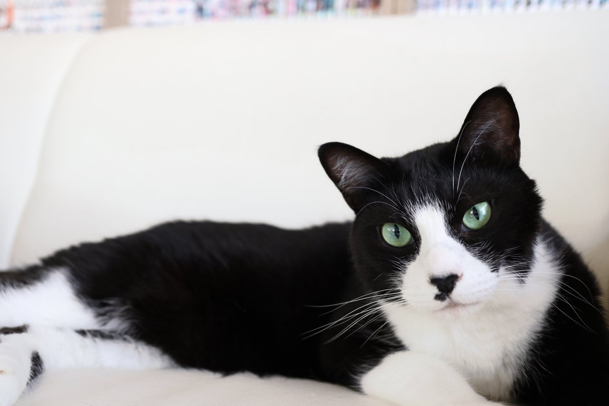 谷保ねこ (@YahoNeko222) / Posts / X