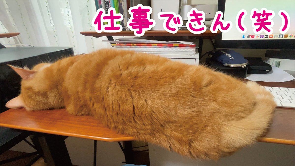 kinokonyans's tweet photo. 仕事中も、甘えん坊タイムも
 しめじさんらしさ全開です（笑）

【動画投稿】 
現場監督猫
本日も出勤しました

YouTube https://t.co/xkFVbJpYkP https://t.co/tOVkikP6f8