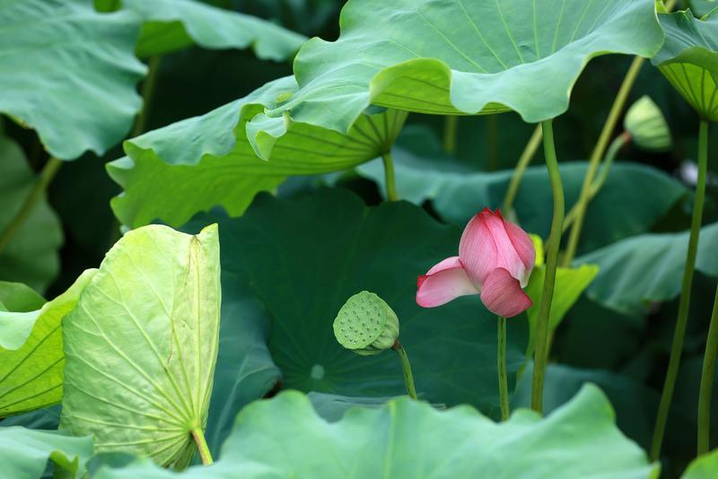 DongyangChina's tweet photo. In summer, the lotus is never just a single flower—it is the cool escape from the scorching heat, the endlessly captivating protagonist in every photo, hidden in the evening breeze of cities and the rice fields of the countryside, waiting for all to follow its fragrance and immerse in this breathtaking beauty.