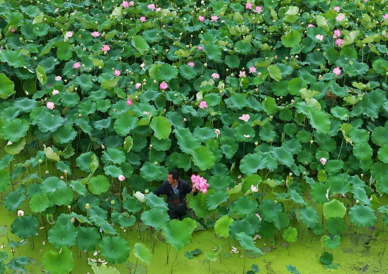 DongyangChina's tweet photo. In summer, the lotus is never just a single flower—it is the cool escape from the scorching heat, the endlessly captivating protagonist in every photo, hidden in the evening breeze of cities and the rice fields of the countryside, waiting for all to follow its fragrance and immerse in this breathtaking beauty.
