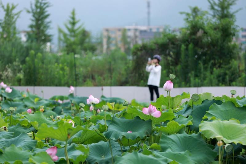 DongyangChina's tweet photo. In summer, the lotus is never just a single flower—it is the cool escape from the scorching heat, the endlessly captivating protagonist in every photo, hidden in the evening breeze of cities and the rice fields of the countryside, waiting for all to follow its fragrance and immerse in this breathtaking beauty.