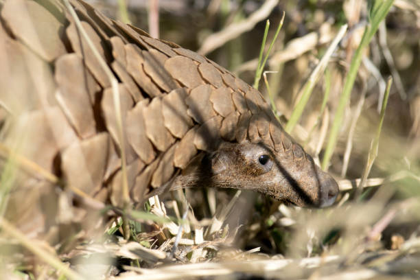 glorysummittour's tweet photo. Pangolins are the only mammals covered in scales, with tongues longer than their bodies, no teeth, and an incredible sense of smell. Uganda is home to three species: giant, ground, and white-bellied. #ExploreUganda #mammals #VisitUganda #ExploreMore https://t.co/SNbVdDUawa
