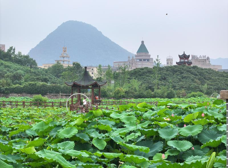 DongyangChina's tweet photo. In summer, the lotus is never just a single flower—it is the cool escape from the scorching heat, the endlessly captivating protagonist in every photo, hidden in the evening breeze of cities and the rice fields of the countryside, waiting for all to follow its fragrance and immerse in this breathtaking beauty.