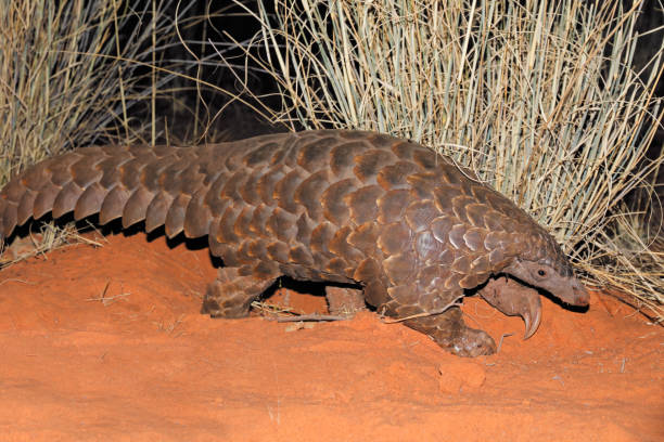 glorysummittour's tweet photo. Pangolins are the only mammals covered in scales, with tongues longer than their bodies, no teeth, and an incredible sense of smell. Uganda is home to three species: giant, ground, and white-bellied. #ExploreUganda #mammals #VisitUganda #ExploreMore https://t.co/SNbVdDUawa