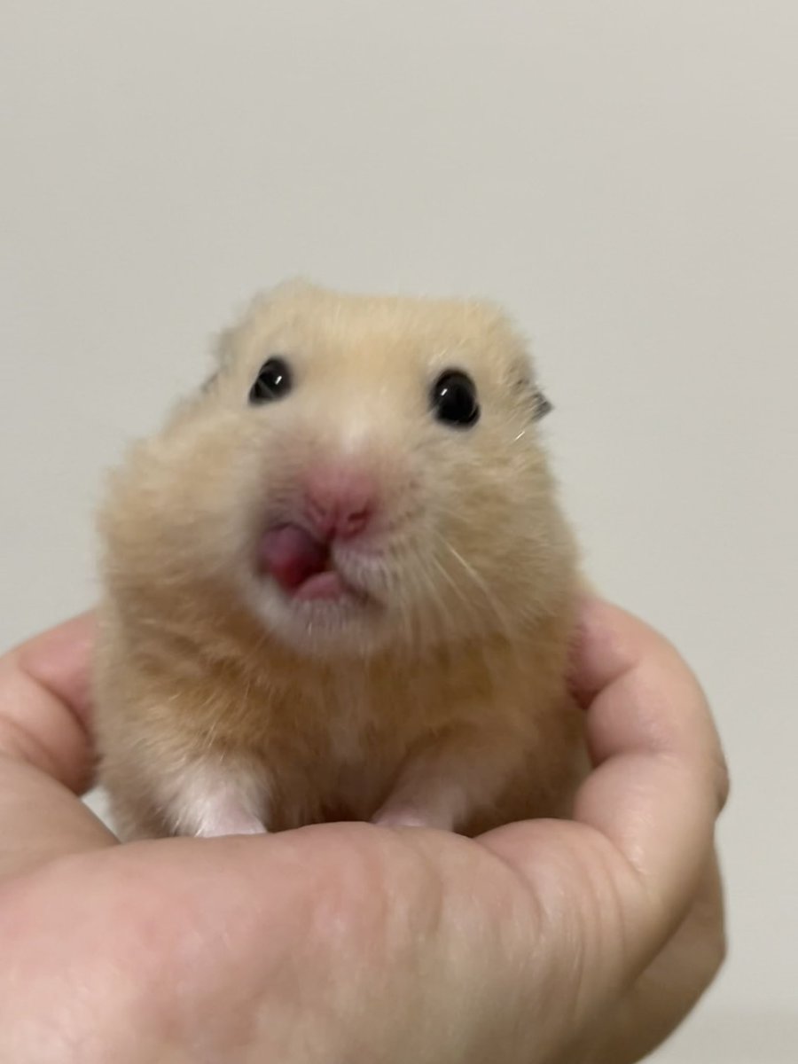 norakurorororo's tweet photo. まむはすいかがすきでやんすよ！
たべたらおいしいおくちになるでやんす！ https://t.co/LHlzy36mgj