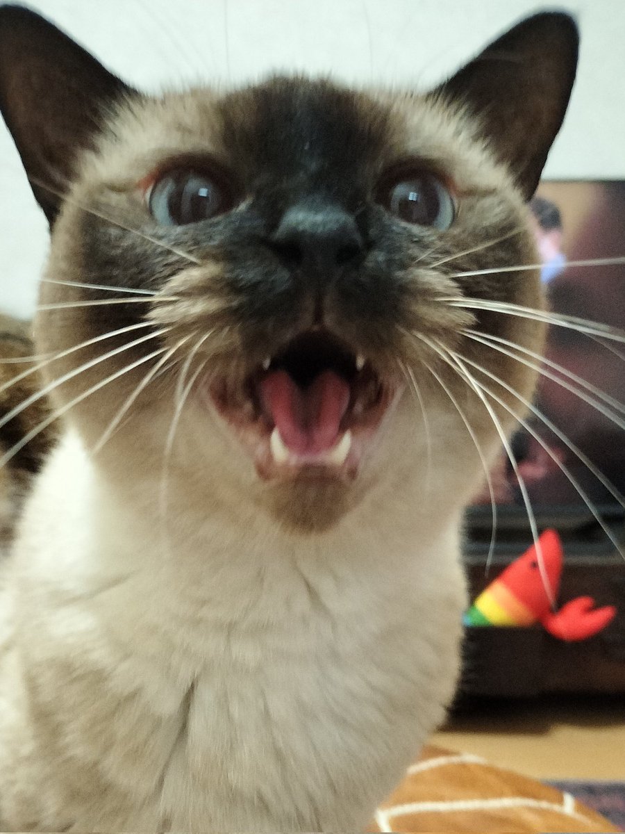 neko_monten's tweet photo. あーーー！たいへんたいへん！
忘れてたーー！
月末天使テンちゃんです！
まだ間に合う！
テンちゃん可愛いーー！ https://t.co/qhn4tHOW0Y