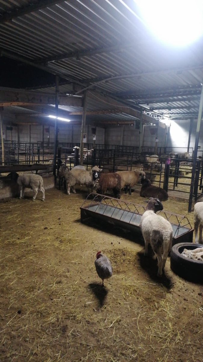 SAPoliceService's tweet photo. #sapsGP [GAUTENG: JOINT SURVEILLANCE HUB: POCC, BRIXTON] 

At approximately 03:00, drone surveillance over Crown Mines, Johannesburg, detected suspicious activity at a property. Ground teams responded and confirmed the establishment was illegally operating as an abattoir.

Gauteng Provincial #StockTheft and Endangered Species Investigators as well as Criminal Record and Crime Scene Management are currently processing the scene. Six illegal immigrants have been arrested. 

The owner of the establishment will be arrested for hiring illegal immigrants.

#FightingCrime #IllegalImmigration #SaferCommunities 
#PartnershipPolicing #PoliceVisibility 
#CommunityPolicing #SafetyAndSecurity ST
