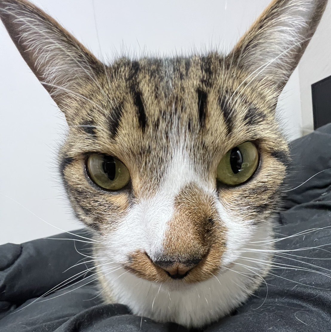 RRRloveK's tweet photo. そして 久しぶり登場 シルべたん🐱
息子と一緒にサッカー観てたらしいですwww https://t.co/AJB4XcJzhx
