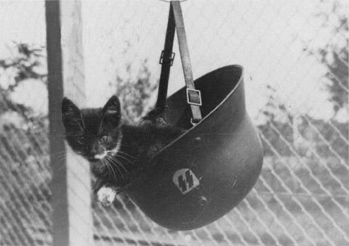 Westsibirin2's tweet photo. お気に入りの猫の写真:) https://t.co/o7T1ASJhIU