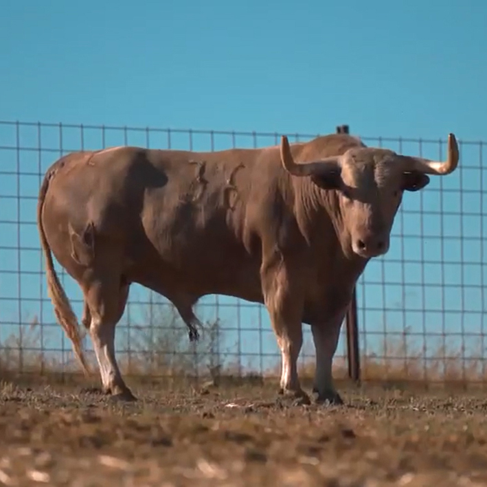 ChinchonTaurino's tweet photo. Tres toros de Valdefresno, Núñez del Cuvillo y Antonio Ordóñez para celebrar el V Aniversario de la Asociación Taurina Aficionados del Toro. La cita, en el marco de las Fiestas de #Chinchón, reunirá tres ejemplares de máximas garantías para conmemorar un año muy especial. https://t.co/rzyzC0S8eM