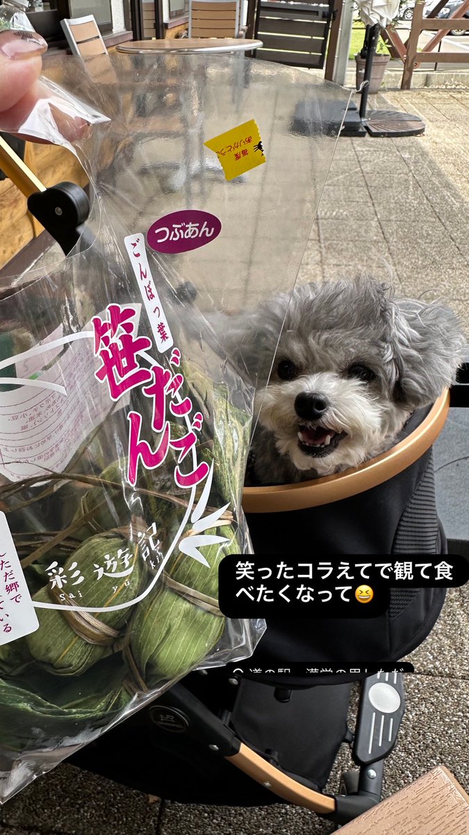 i_kanoa's tweet photo. 今まさに　ごんぼっ葉の話をラジオでしてた
ウチも先日　テレビで観て
オヤマボクチ蕎麦は食べた事あるけどつなぎで使った笹団子は食べたコトがないって事で早速行って来ました🥰
#四畳半スタジオ 
#笑ってコラえて 
#道の駅漢学の里しただ https://t.co/w8mf99FeFd