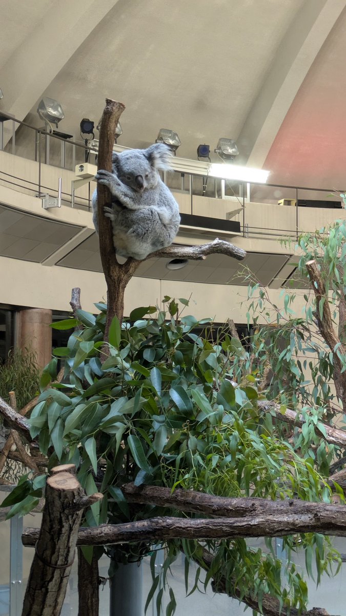 RE_BORN_S's tweet photo. 多摩動物公園再訪
前世が大関だったであろう部屋のカンガルー
寝てるふりする授業中のコアラ
ファンサすごいインコ
ペレット食べるデイリーこなしてるゾウ
みんな可愛くて最高 https://t.co/AitsTsWe4C