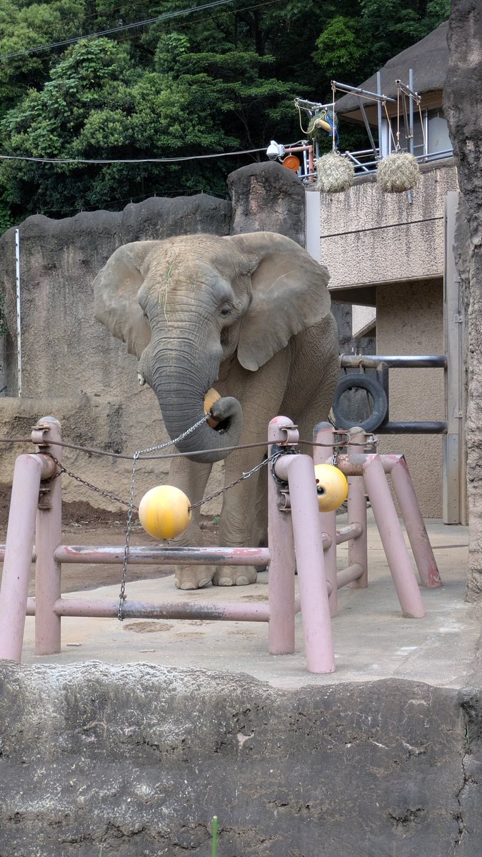 RE_BORN_S's tweet photo. 多摩動物公園再訪
前世が大関だったであろう部屋のカンガルー
寝てるふりする授業中のコアラ
ファンサすごいインコ
ペレット食べるデイリーこなしてるゾウ
みんな可愛くて最高 https://t.co/AitsTsWe4C