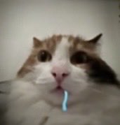 yuronono's tweet photo. turned my cat into one of Them. https://t.co/Nc1hc9GQ7c