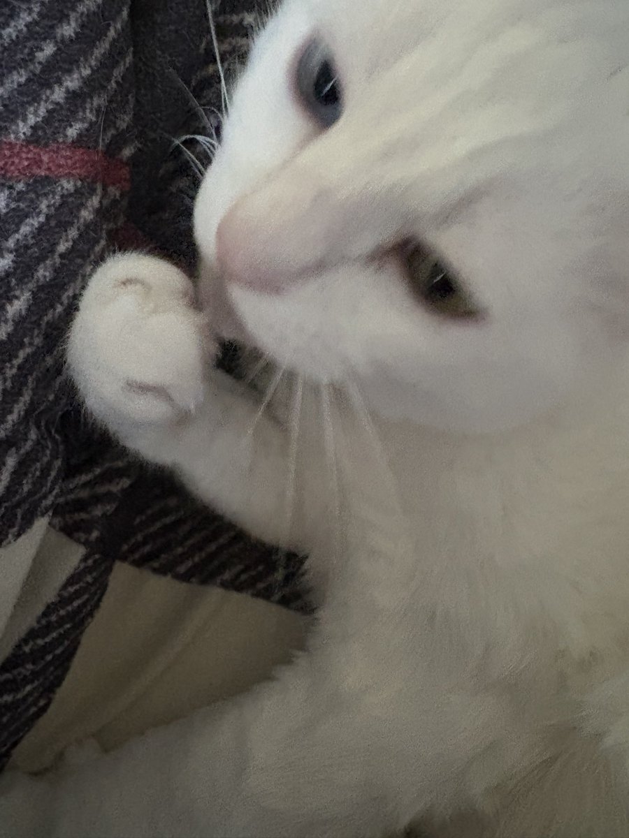 hempsam0's tweet photo. 저희집 고양이 봐주세요 트친들 https://t.co/Q5CbxB370I