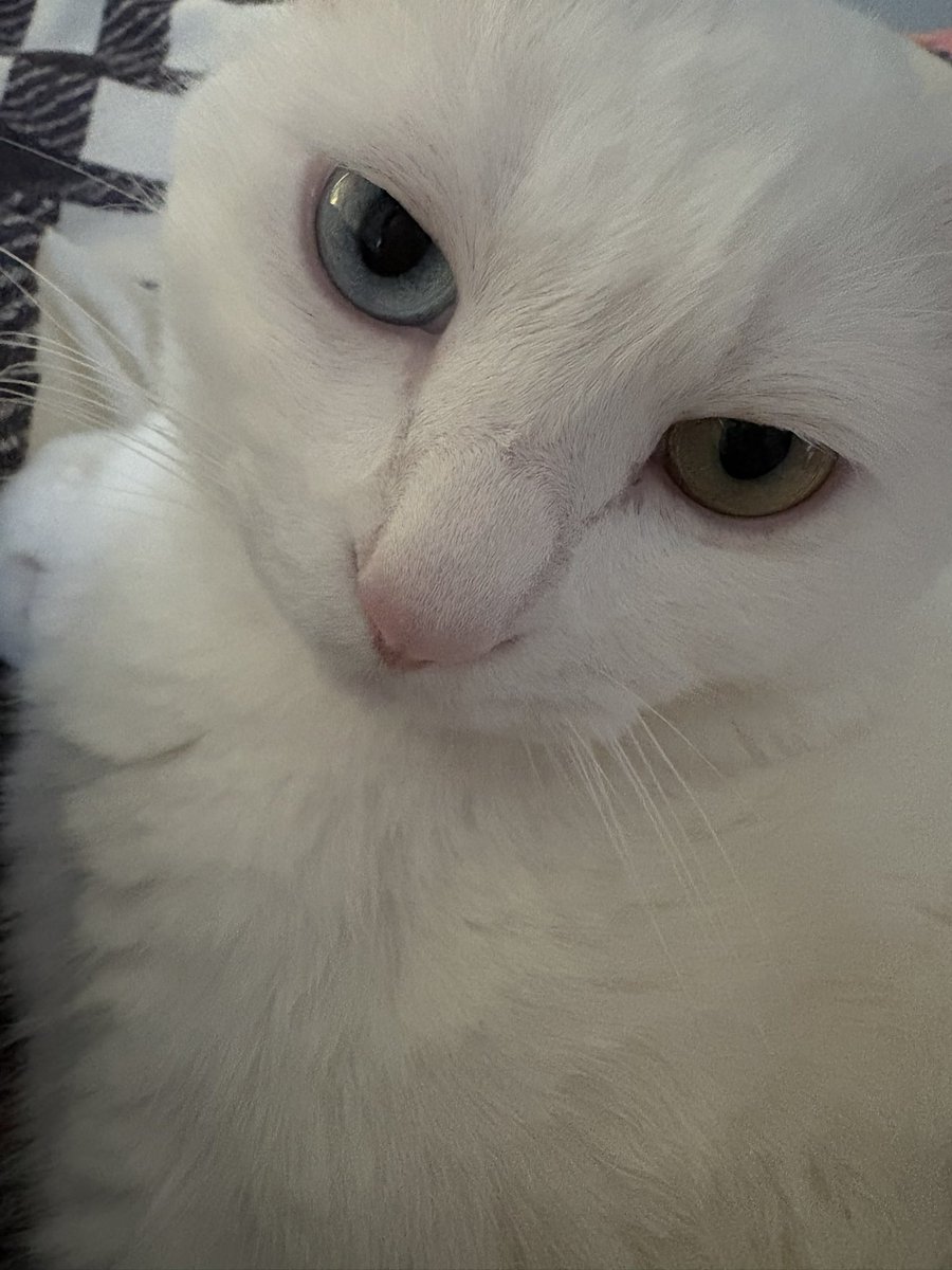 hempsam0's tweet photo. 저희집 고양이 봐주세요 트친들 https://t.co/Q5CbxB370I