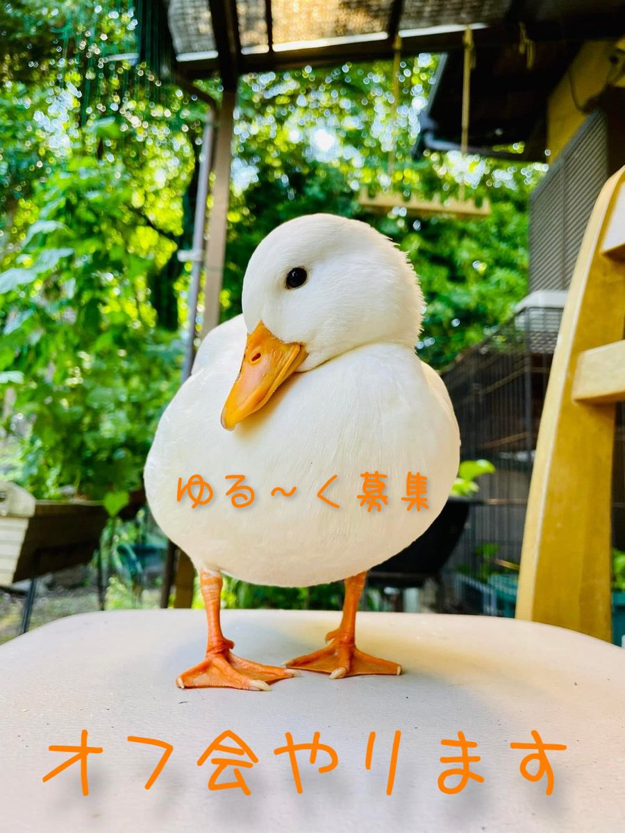 ahiraa2go's tweet photo. 【ゆるオフ会at 喫茶コトリ】

7月19日 日曜日13:00〜

喫茶ｺﾄﾘさんにて☕️
ｺﾄﾘさんのご好意で貸切です♪
排泄ｺﾝﾄﾛｰﾙ可能な子は同伴できます
（ﾐﾗｸﾙｽﾘｰは欠席）

屋内なので8名ほど先着
多かったらあみだくじ

詳細はツリーにつなげます https://t.co/5YRnYYGXZp