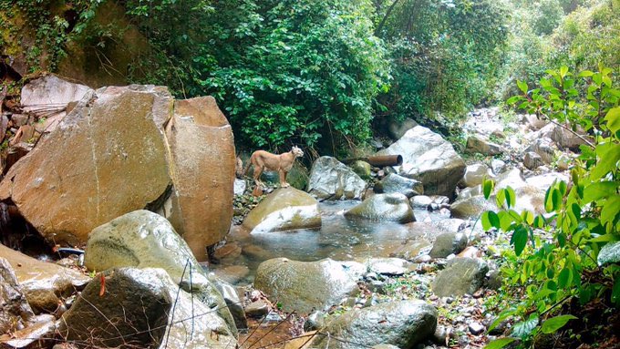 marianoosorio1's tweet photo. Registraron a Puma hembra con su cría (Puma concolor) 

En Área Natural Protegida de Michoacán.

Ambos ejemplares fueron observados en buenas condiciones físicas y con
comportamientos propios de una especie en su hábitat natural, lo que refleja la funcionalidad ecológica del bosque y la efectividad de las prácticas de manejo forestal sustentable que la Comunidad.

El registro se da en el marco del Programa de Monitoreo
Integral que se desarrolla en la Comunidad Indígena de
Nuevo San Juan Parangaricutiro, por parte de la Comisión Nacional de Áreas Naturales Protegidas @CONANP_mx.