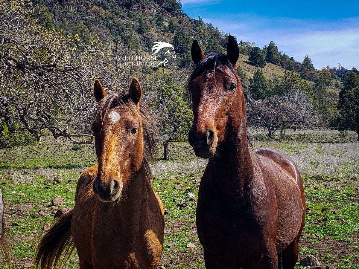 azritnede's tweet photo. https://t.co/tL0lgkl45G
FEDERAL AGENCIES WEAPONIZING YEAR ROUND GRAZING AGAINST PROTECTED WILDLIFE “COMPONENTS” — WILD FREE-ROAMING EQUINES @RobertKennedyJr @DOGE_BLM #savewildhorses #wildfiremitigation #rewilding https://t.co/F2QW6HYbtQ