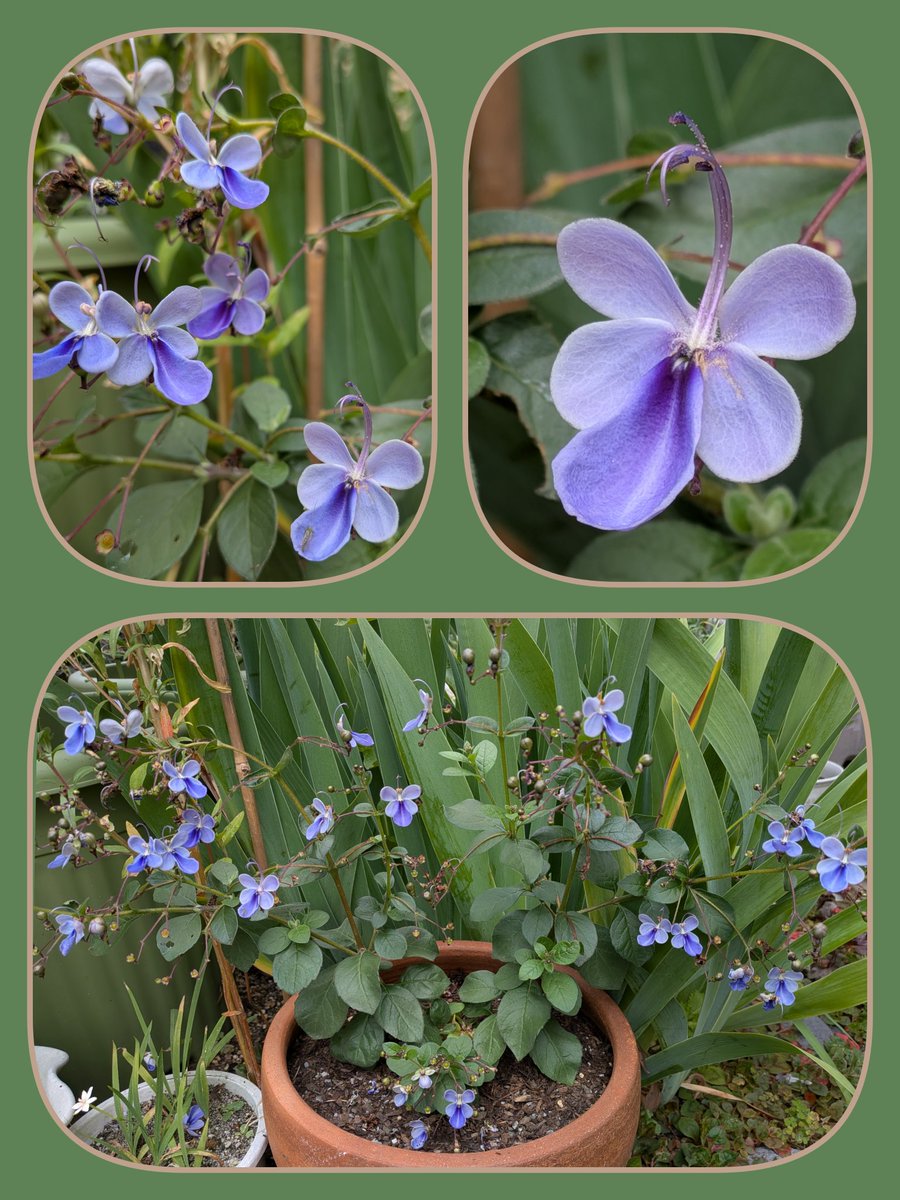 1965mii's tweet photo. #TLを花でいっぱいにしよう
#羽生クラスタ植物部
一目惚れしてお迎えした夏のお花💙「クレロデンドルム  ブルーウィング」
蝶が羽ばたいてる様な形の花と丸い蕾が可愛らしい😊秋まで咲いて、丈夫に育ちますよ〜に✨️✨️ https://t.co/YQuxPvecvI