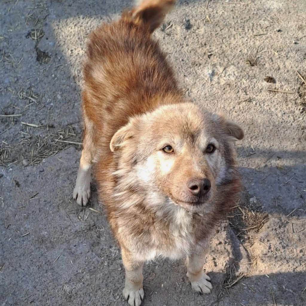 Pawprints2F's tweet photo. Clyde and Joy have passed away😔

Likely from the 42 degree heat in their shelter in Romania.

They weren’t PPTF dogs as such but were saved by our dear friends and we did our best to try and get them homes.

Run free Clyde and Joy, I’m sorry we didn’t manage to find you a home💔 https://t.co/8Nz5yMOKzq