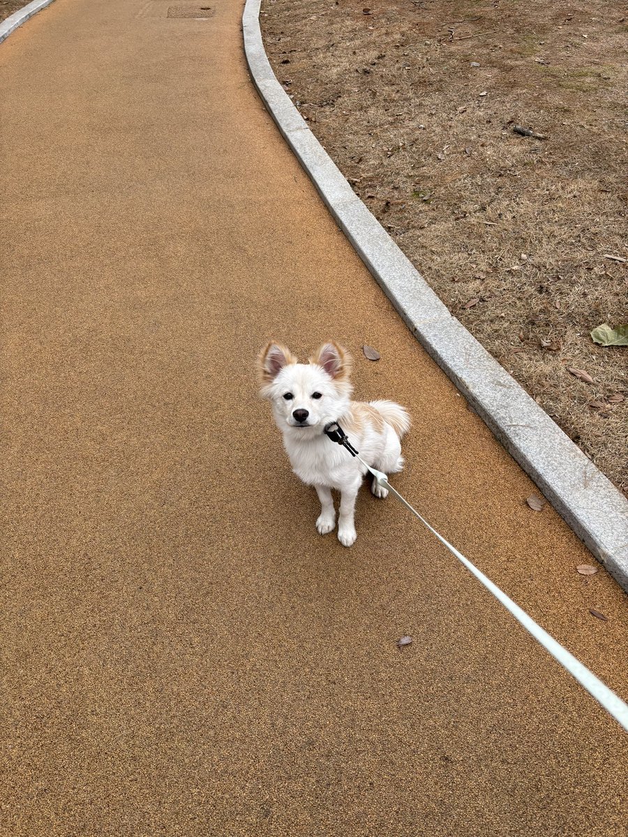 dogbbo's tweet photo. 안가진도 특징
리드줄 최대한으로 당겨짐
정색한 얼굴과 꾹 다문 입
표정만으로 더는 안 가겠다 무언의 메세지를 보냄 https://t.co/6JFfm54Fx2