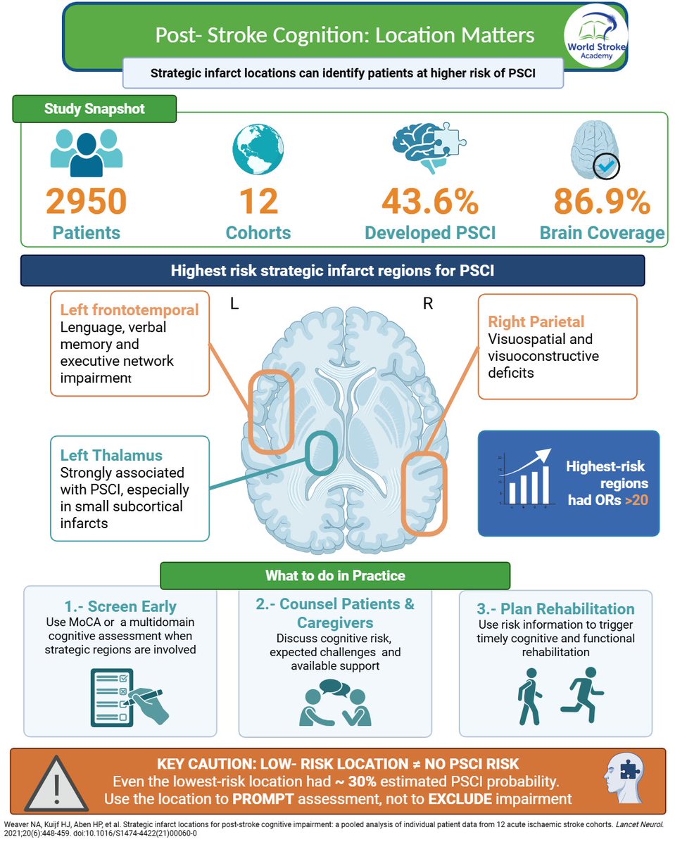 WorldStrokeEd's tweet photo. #MondayTip
 In #PSCI, infarct location matters. 
🚨Highest cognitive risk in a 2950-patient pooled analysis:
🧠Left frontotemporal
🧠Left thalamic
🧠Right parietal. 

☝️Use imaging to prompt early cognitive #screening—not to rule PSCI
https://t.co/019RFtSoB0 https://t.co/26OZF24lpt