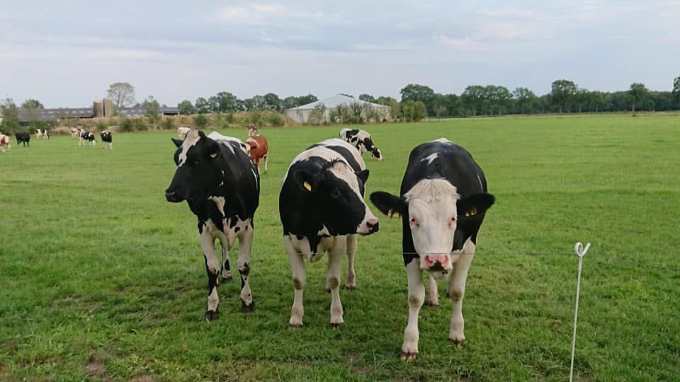 kleinkraakie's tweet photo. Goedemorgen allemaal,
Maak er een mooie dinsdag van🌸🐮
Geniet nog van deze uitzicht! Straks kan het misschien niet meer😪
#landschapspracht #boerennatuur #landelijkwonen #platteland #landleven #boerenvoedendewereld #stikstof #N2000 #boerentrots https://t.co/nheJ1WKng4