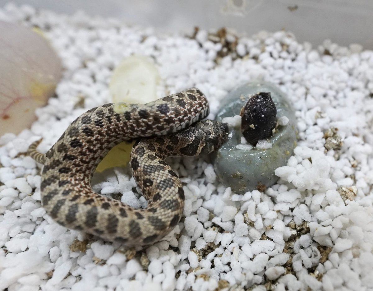 ReptileJk's tweet photo. 🤩

2026 
Swiss Chocolate 🍫🐽🐍
Normal 100%Het Swiss Chocolate 

JK Reptile Company

Website 
https://t.co/VRCeoM1XPP

#豬鼻蛇
#hognosesnakes
#snake
#玩具蛇
#寵物蛇
シシバナヘビ
파충류
爬虫類 https://t.co/xmAxBpqaT8