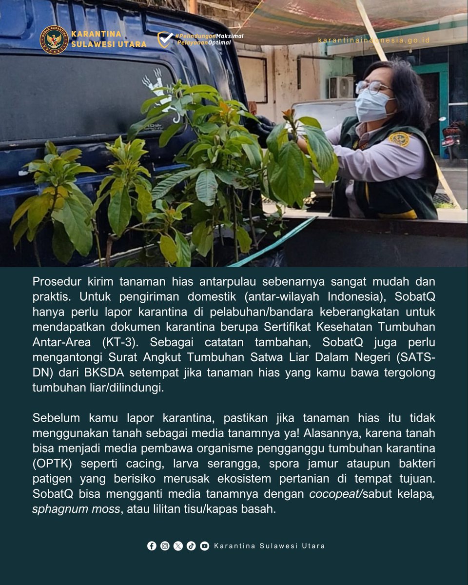 karantinasulut's tweet photo. Pecinta Tanaman Hias Wajib Tahu! Ini Langkah Mudah Urus Dokumen Karantina pada Pengiriman Domestik

#KarantinaSulawesiUtara #KarantinaIndonesia @BarantinRI https://t.co/CT17j0Wadv