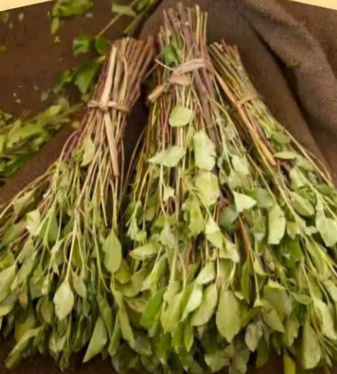 foziaaosman's tweet photo. Le khat gorgé de pesticides tue à petit feu,c'est aussi avaler du poison. En le mâchant, vous absorbez des produits toxiques qui détruisent le cœur, le cerveau, le système digestif et provoquent des cancers. Il est temps d'ouvrir les yeux. La santé n'a pas de prix.
#djibouti https://t.co/T0VugARY1O