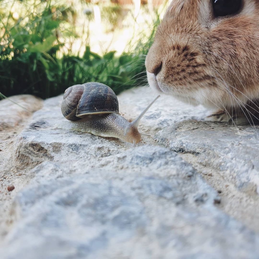 bunnkeytv's tweet photo. An unlikely friendship https://t.co/CHBs1o8v9h