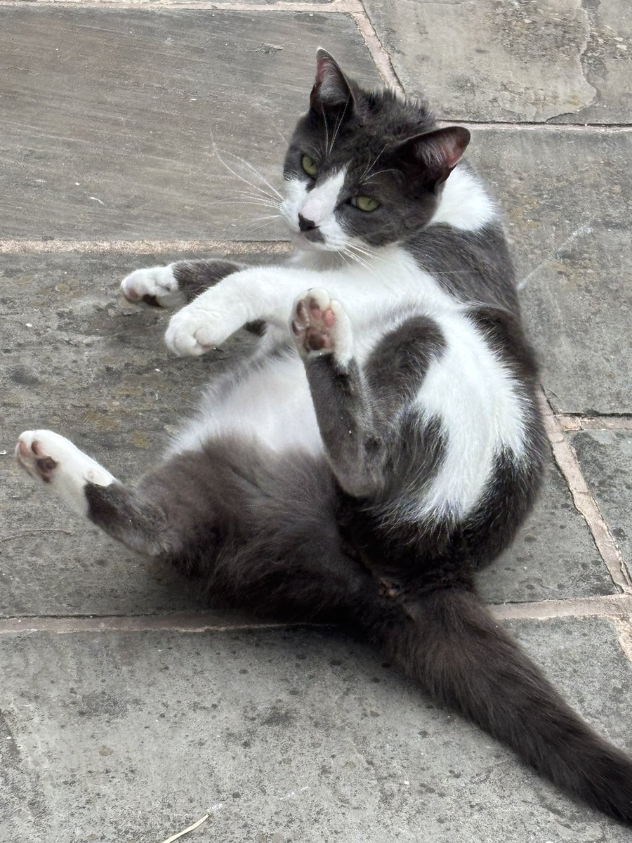 SoxandD's tweet photo. Is that enough toebeans for ya….?? 🐾🐾🙀😹

Happy #toebeantuesday dear palz ! Love and purrs- lil Luna 😻❤️💐☀️⭐️🌹🦋🌼💕🪴⭐🌱🐾

#catsoftwitter #catsofX #hedgewatch #tuxietuesday #tuxiegang #tunatuesday https://t.co/RBtkS4Zvmt