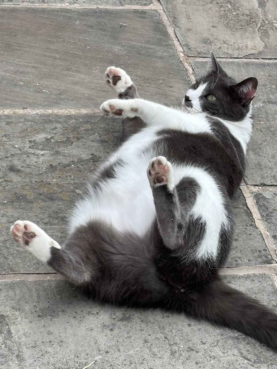 SoxandD's tweet photo. Is that enough toebeans for ya….?? 🐾🐾🙀😹

Happy #toebeantuesday dear palz ! Love and purrs- lil Luna 😻❤️💐☀️⭐️🌹🦋🌼💕🪴⭐🌱🐾

#catsoftwitter #catsofX #hedgewatch #tuxietuesday #tuxiegang #tunatuesday https://t.co/RBtkS4Zvmt