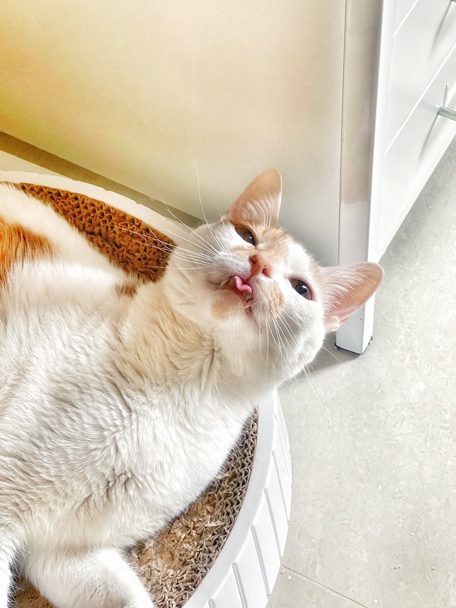 showmin50's tweet photo. 愛心形狀的舌頭👅
#Lisa #短期約 #貓奴 #私訊約跑 https://t.co/NQHy2brWXt