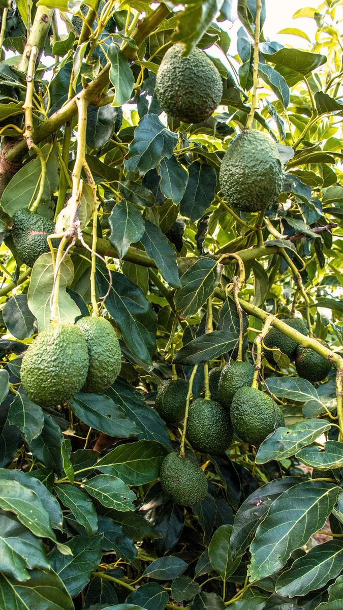 Trichiia's tweet photo. Premium Tips for Profitable Avocado Farming

Avocado farming can be highly profitable, but only when managed with precision. Many farmers plant avocados and wait for miracles. Successful growers follow strategy, not luck.

1. Choose the Right Variety
Not all avocado varieties perform the same. Hass dominates the export market due to its long shelf life and high oil content. Always select certified seedlings adapted to your climate.

2. Soil Is Everything
Avocados hate waterlogging. Plant only in well-drained, deep soils with plenty of organic matter. Raised beds are not optional in heavy soils; they are a necessity.

3. Spacing Determines Yield
Overcrowding reduces fruit size and increases disease pressure. Proper spacing allows airflow, sunlight penetration, and easier management throughout the orchard’s life.

4. Smart Irrigation, Not Excess Water
Avocado roots are shallow and sensitive. Frequent light irrigation is better than deep flooding. Mulching helps conserve moisture and keeps roots cool.

5. Nutrition Must Be Balanced
Excess nitrogen gives leaves, not fruits. Focus on potassium, calcium, magnesium, boron, and zinc for strong flowering, fruit set, and quality.

6. Pruning Is Profit Management
Unpruned trees waste energy and produce uneven fruits. Light, regular pruning improves sunlight distribution and increases market-grade yields.

7. Flowering Is a Critical Stage
Stress during flowering causes fruit drop. Ensure adequate water, micronutrients, and pest control at this stage. This is where profits are decided.

8. Pest and Disease Prevention Beats Cure
Root rot, fruit flies, and thrips can silently destroy income. Prevention through drainage, hygiene, and monitoring is cheaper than treatment.

9. Paint Tree Trunks
Whitewashing trunks protects trees from sunburn, pest invasion, and bark cracking, especially in young orchards.

10. Market Before You Harvest
Know your buyer before fruits mature. Timing harvest with market demand gives better prices and avoids losses.

Final Thought
Avocado farming rewards discipline, patience, and knowledge. Treat it like a business, not a side activity, and it will pay you like one.