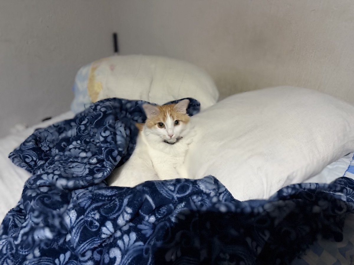 arnolwashere's tweet photo. Me voy unos días por trabajo, Carmelita adueñándose de mi cuarto 🧐 https://t.co/tDhn3y5Qck