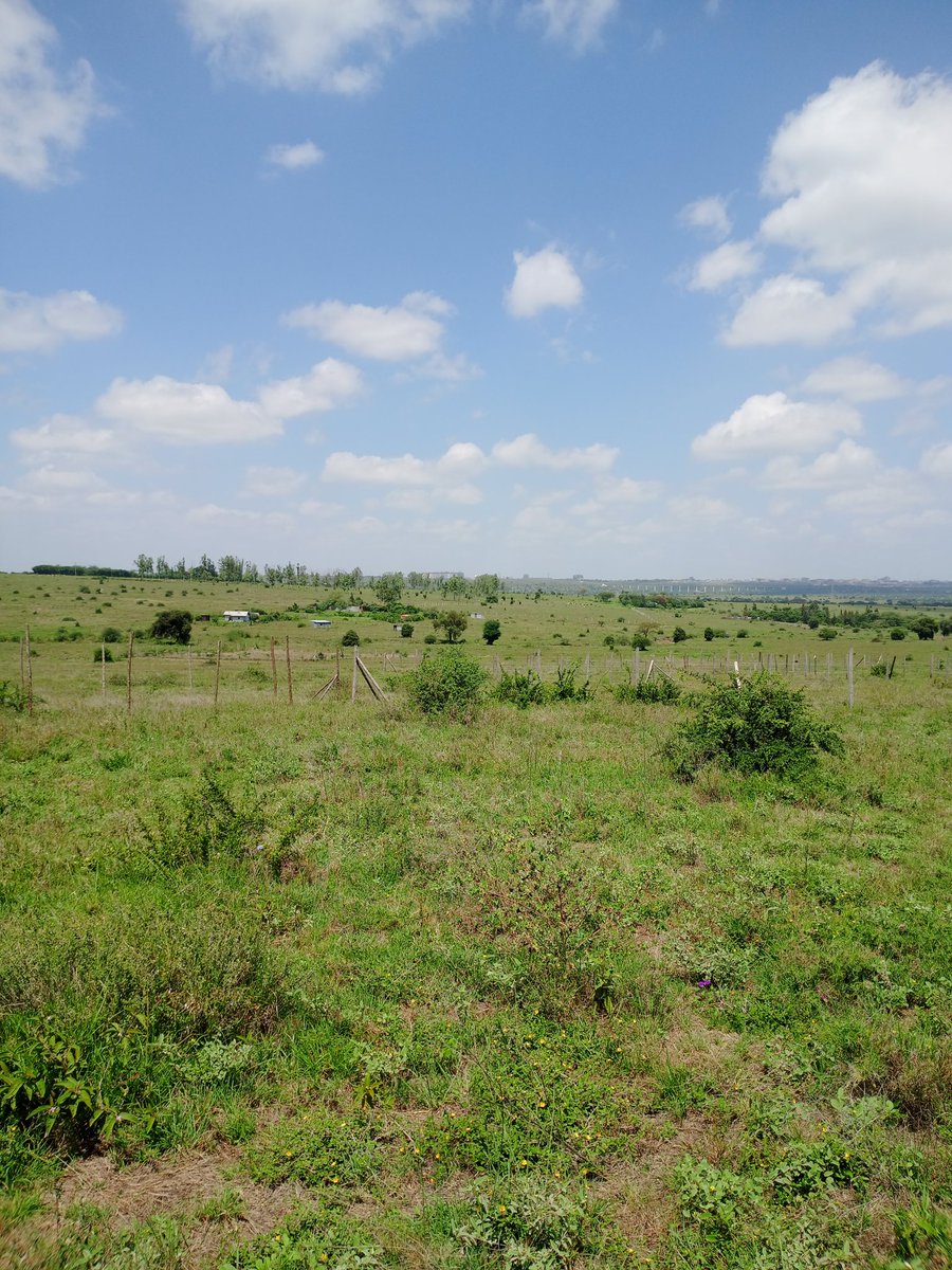 CLukeMuigaiW's tweet photo. 1/2 acre 

Kitengela Bypass 
Deposit 120K to start building.

0746 960751 https://t.co/aPZmnaADzb