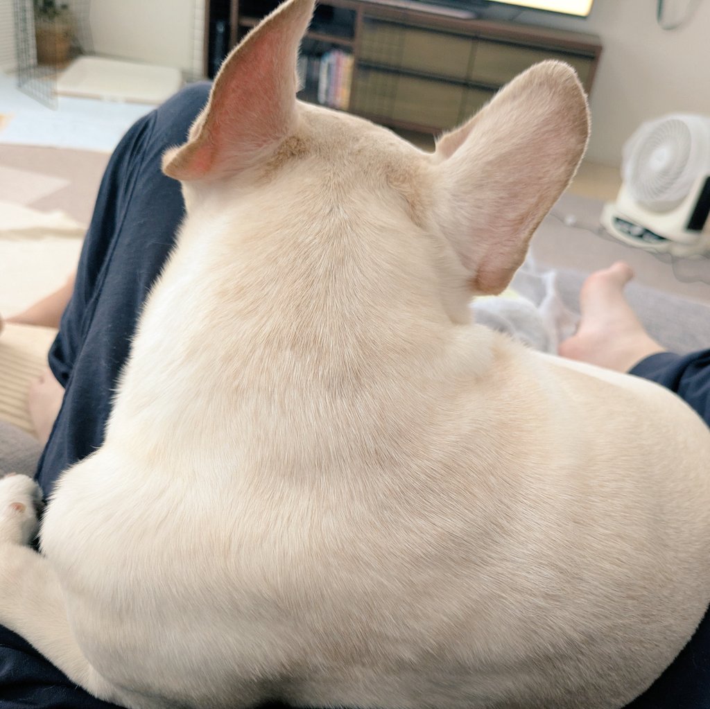 Y_life01's tweet photo. 麦さん、夜に額と耳に赤い発赤出来てて、あれれ？って思って病院予約🏥
朝にはなくなってたから、気のせい？でも一応って見せに行ったら、やっぱあるって‼️

アレルギーらしいけど、なんだろう？？

2日前の麦さんにも首周りらへんあったわ‼️
最近、下手くそなりにかいてたもんね🥲

💊治療頑張ろう‼️ https://t.co/OsMEbfwKqI