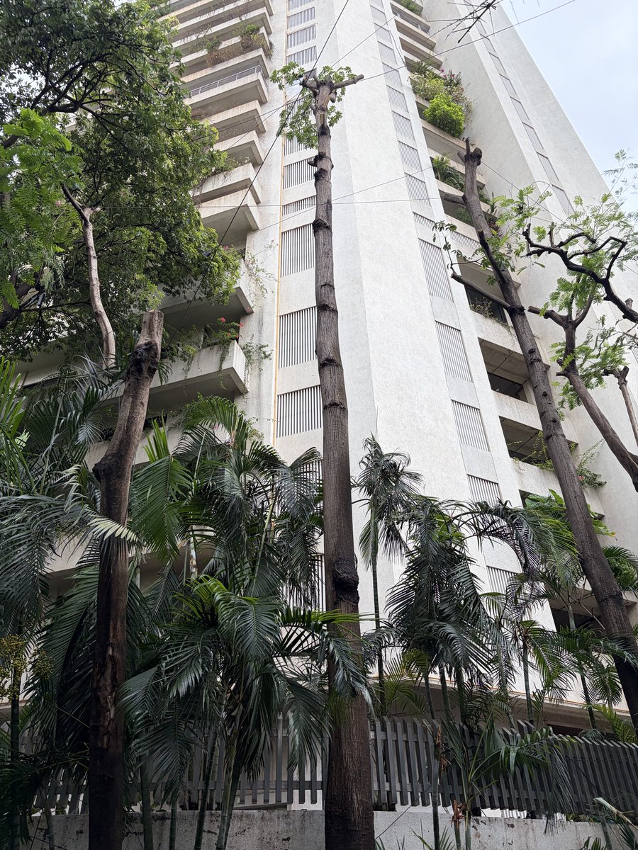 RujutaDiwekar's tweet photo. These two jungli badam trees are the pride and joy of Zigzag road, Pali Hill, Bandra W. Colour in autumn, shade in summer, shelter in rains. Today in the name of pruning, they have been reduced to two tall stumps.
@mybmcWardHW no love for birds, butterflies &amp; humans?
@mybmc https://t.co/1zrRALEHwe